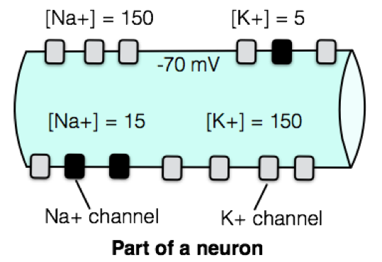 Resting membrane potential